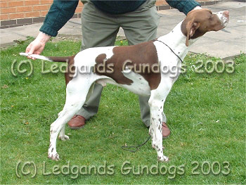 1st Special Yearling Dog