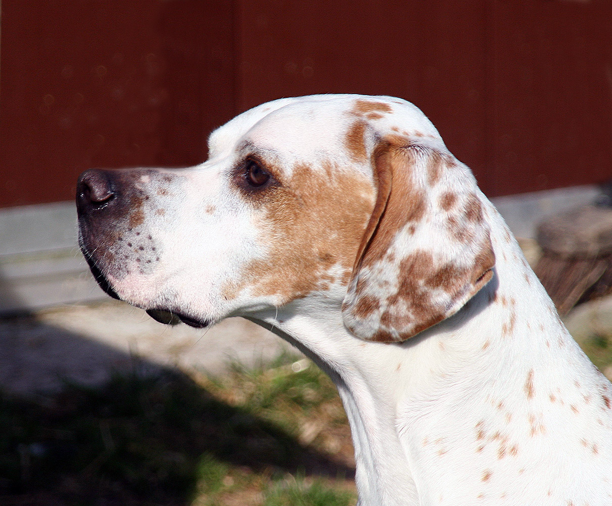 Started english pointer for hot sale sale